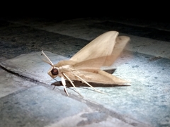 Theretra lucasii