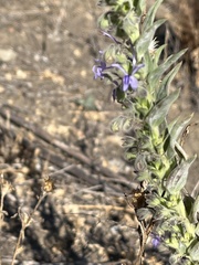 Trichostema lanceolatum