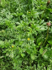 Potentilla paradoxa