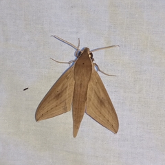 Theretra lucasii