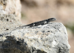 Urosaurus ornatus