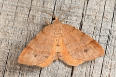 Mellilla xanthometata