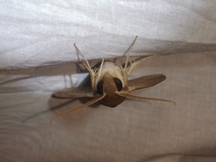 Theretra lucasii