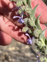 Trichostema lanceolatum