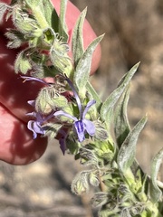 Trichostema lanceolatum