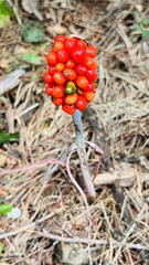 Arisaema triphyllum