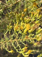 Ericameria pinifolia