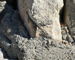 Urosaurus ornatus