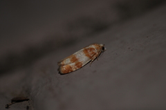 Retinia sabiniana