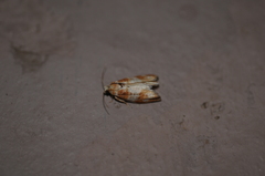 Retinia sabiniana