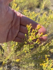 Ericameria pinifolia