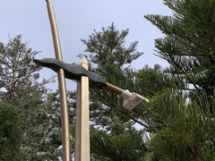 Cacatua sanguinea