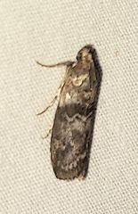 Sciota subcaesiella