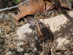 Sceloporus cowlesi