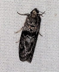 Sciota subcaesiella