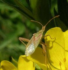 Harmostes reflexulus