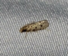 Amydria effrenatella