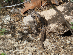 Sceloporus cowlesi