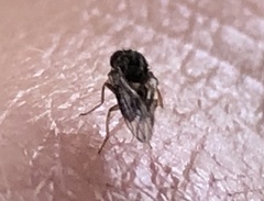 Drosophilidae