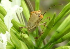 Hypselonotus lineatus