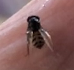 Drosophilidae