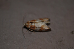 Retinia sabiniana