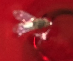 Drosophilidae
