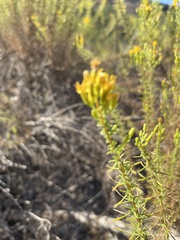 Ericameria pinifolia