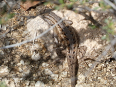 Sceloporus cowlesi