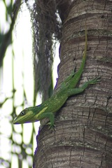 Anolis equestris
