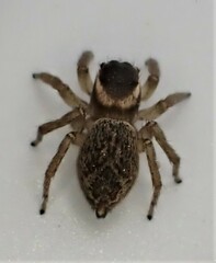 Maratus griseus