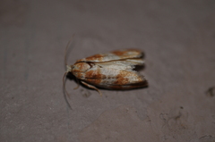 Retinia sabiniana