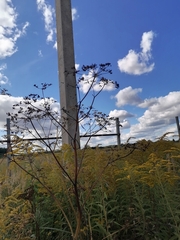 Tordylieae