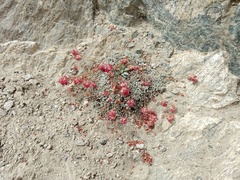 Eriogonum ovalifolium