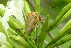 Hypselonotus lineatus
