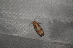 Retinia sabiniana