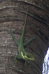 Anolis equestris