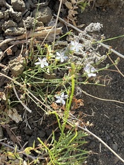 Stephanomeria exigua