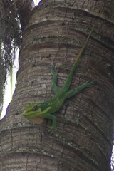 Anolis equestris