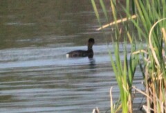 Podilymbus podiceps