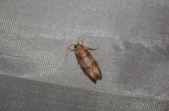 Retinia sabiniana