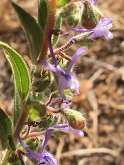 Trichostema lanceolatum