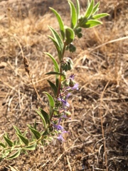 Trichostema lanceolatum