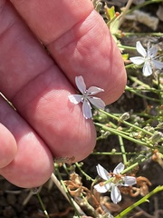Stephanomeria exigua
