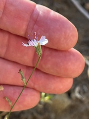 Stephanomeria exigua