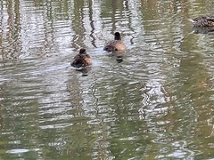 Aythya affinis