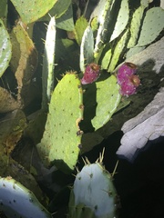 Opuntia lindheimeri