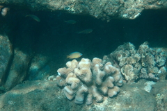 Plectroglyphidodon johnstonianus