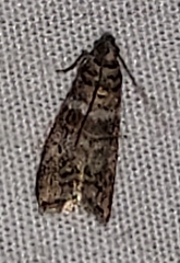Sciota uvinella