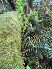 Polypodium glycyrrhiza